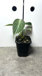 Products: Philodendron Splendid