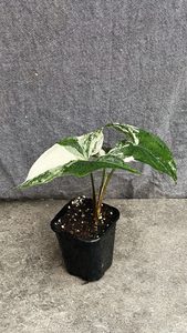 Syngonium Podophyllum Albo-Variegatum