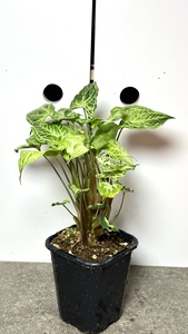 Products: Syngonium Podophyllum Batik