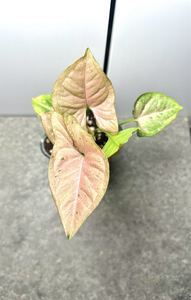 Products: Syngonium Podophyllum Pink Freckles