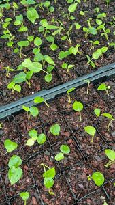 FREE Anthurium Magnificum Seedlings for orders over $500 (While stock lasts)