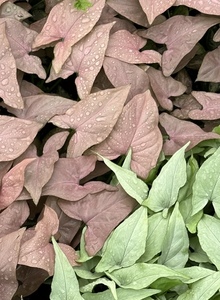 Products: Syngonium Podophyllum Pink Arrow – Small