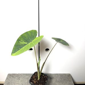 Products: Colocasia Lemon Lime Gecko