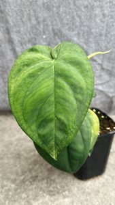 Products: Syngonium Chiapense ‘Frosted Heart’