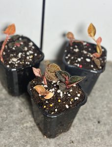 Products: Multi-planted Jewel Orchids