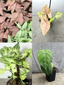 Products: The Syngonium Power Pack