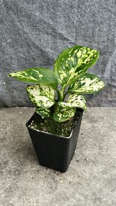 Products: Aglaonema White jade