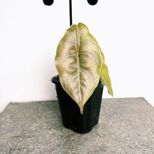 Alocasia Azlanii