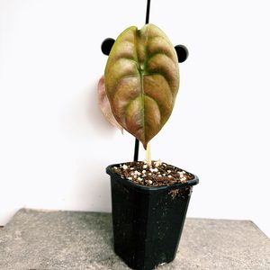 Products: Alocasia Cuprea
