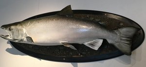 Products: Rakaia Salmon - Vaughan Antiques