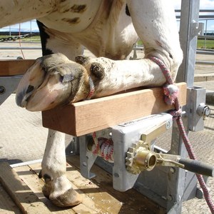 Cattle Crush Accessories: Front Foot Support with Safety Winch (Set)