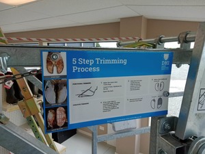 5 Step Trimming Process for Crush – CURRENTLY UNAVAILABLE