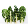 Silverbeet Bunch - Each - Vege Star Greerton