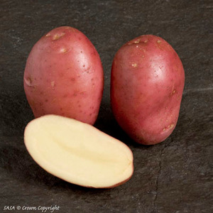 Potatoes 10kg VAN ROSA 10KG