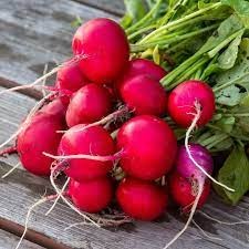 Radish Red pkt