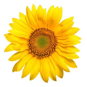 Products: Canola Oil - 2 L