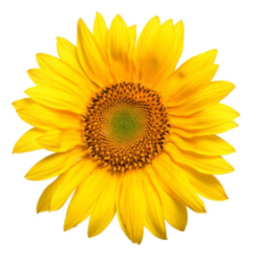 Products: Canola Oil - 5 L