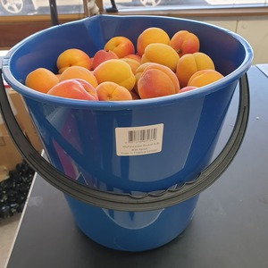 5 kg bag of Apricots