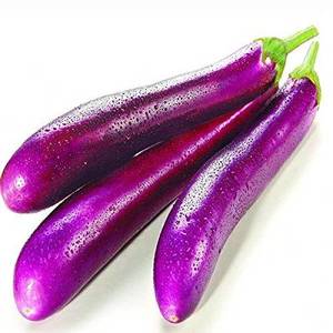 Long Eggplant