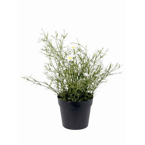 Daisy Wild Flower Potted Bush | White/Yellow