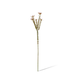 Leucadendron Spray | BurgundyGreen