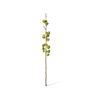 Fig with Stem | Green