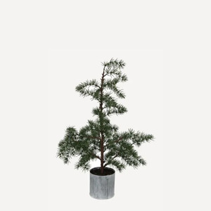 Potted Fir Tree | Small