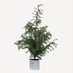 Potted Fir Tree | Medium