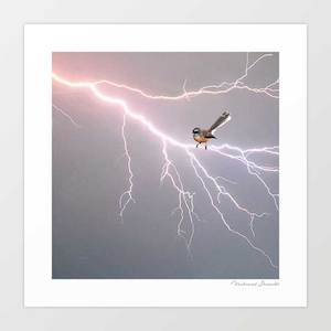 Animals: 'Fantail on lightning bolt' Art Print by Vertigo Artography