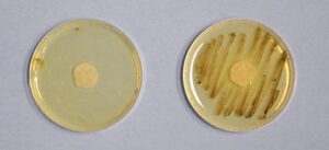 Mold Remover: Boat Mold & Mildew Remover / Preventer