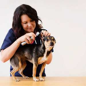 Products: Small Animal