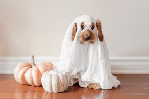 Products: Our Top 5 Tips for Keeping your Pets Safe this Halloween