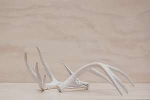 White Deer Antlers