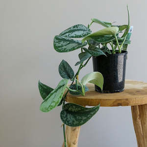 Plant: Scindapsus 'Trebie'