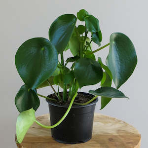 Plant: Peperomia Polybotrya "Raindrop Peperomia"