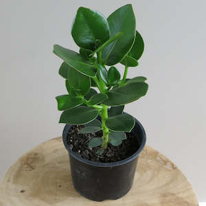 Plant: Clusia Rosea 'Princess'