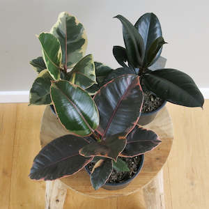 Ficus Elastica - Rubber Plant