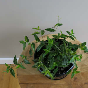 Plant: Gibasis Geniculata Tricolour (Tahitian Bridal Veil)