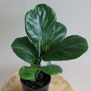 Ficus Lyrata (Fiddle Leaf Fig)