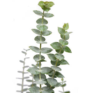 Plant: Eucalyptus Baby Blue