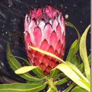 Plant: Protea Fiery Sunset