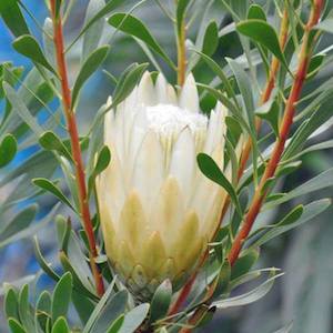 Plant: Protea Repens Alba