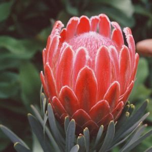 Protea Venus