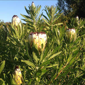 Protea Nerifolia Alba