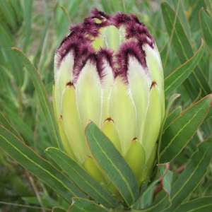 Plant: Protea Limelight