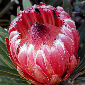 Protea Pink Ice