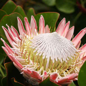 Plant: Protea Cynaroides
