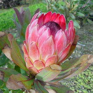 Plant: Protea Sylvia