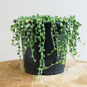 Plant: Variegated Senecio Rowleyanus