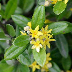 Plant: Corokia Geentys Green - Green Corokia